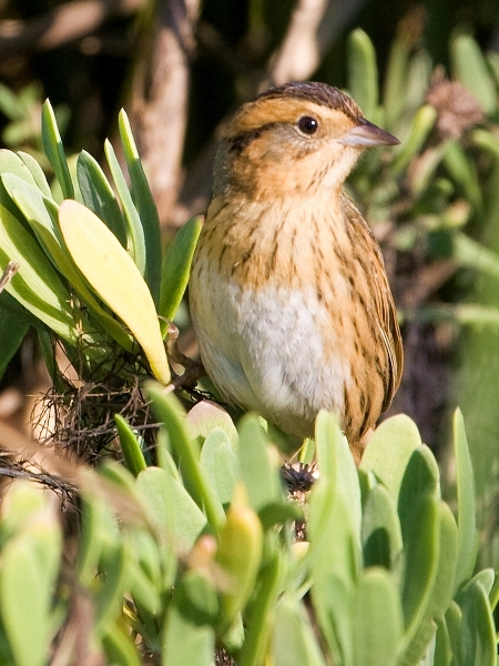 Nelson's Sparrow