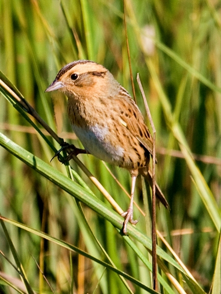 Nelson's Sparrow
