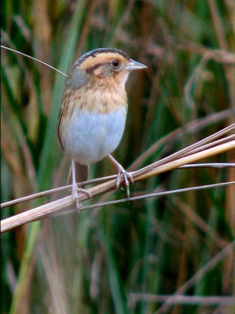 Nelson's Sparrows