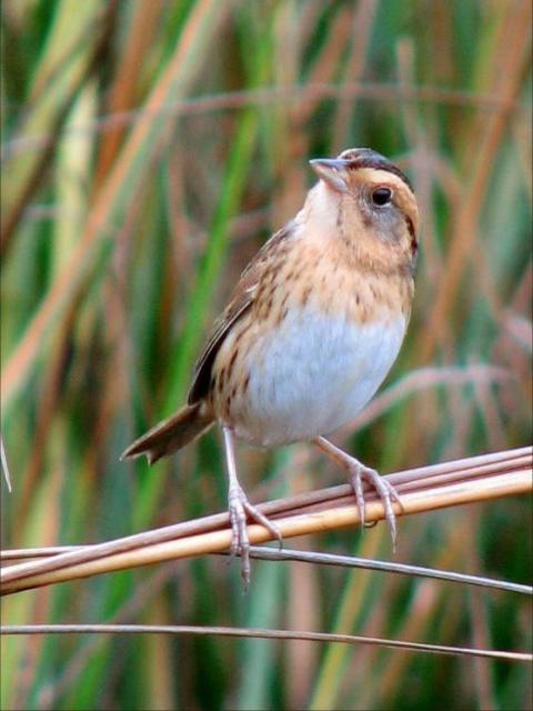 Nelson's Sparrows