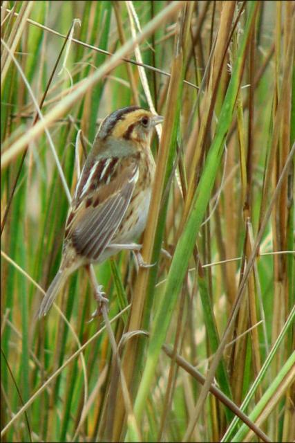 Nelson's Sparrows