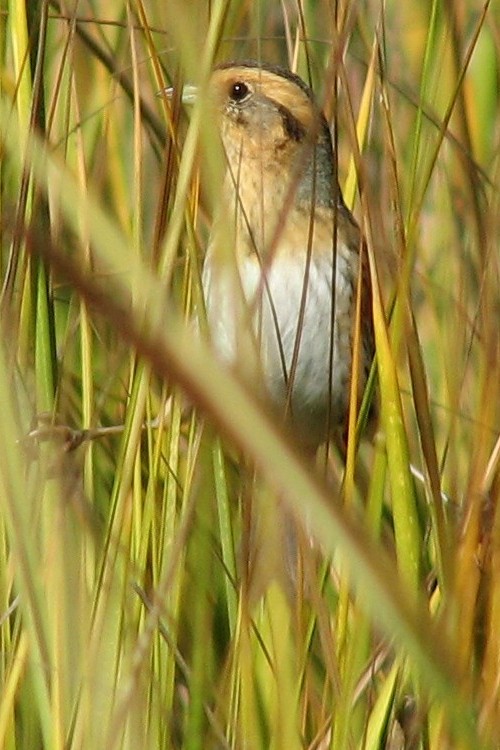 Nelson's Sparrow