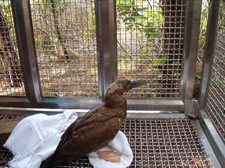 Brown Booby