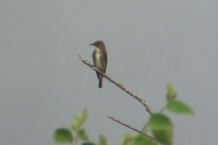 Olive-sided Flycatcher
