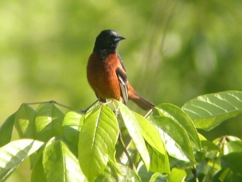 Blue Grosbeak and Orchard Oriole