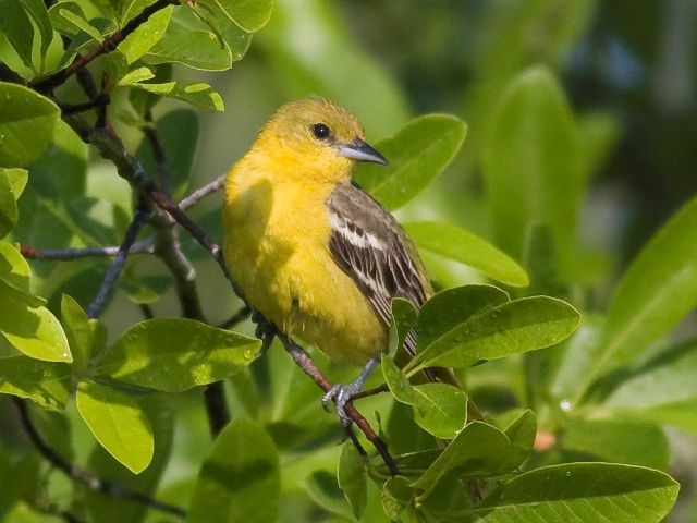 Orchard Orioles