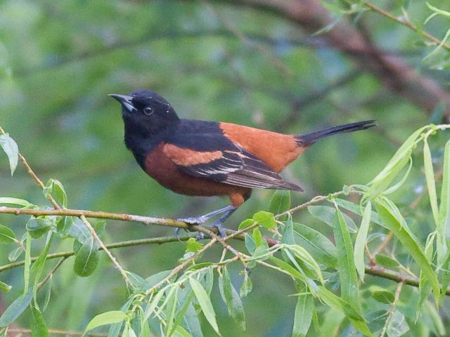 Orchard Orioles