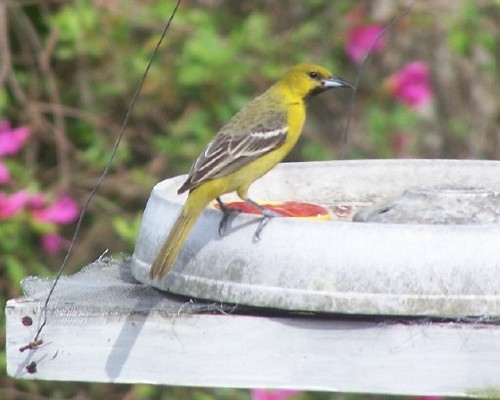 Orchard Oriole
