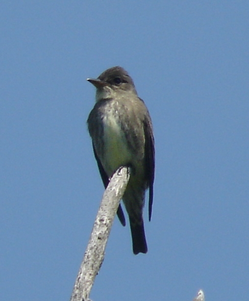 Olive-sided Flycatcher