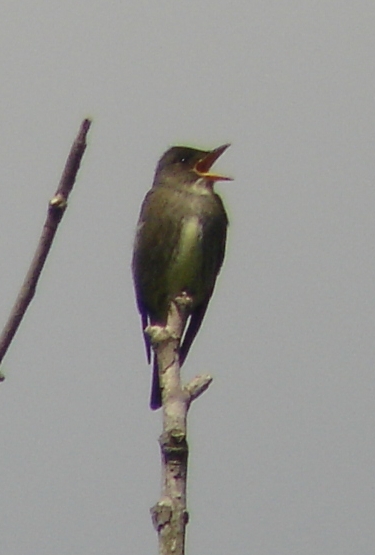 Olive-sided Flycatcher