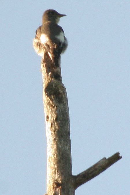 Olive-sided Flycatcher