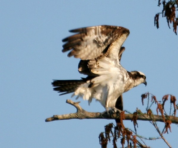 Osprey