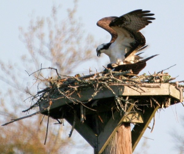 Osprey
