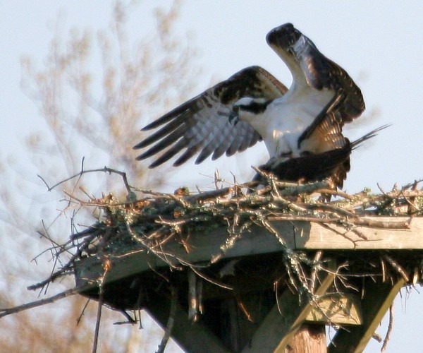Osprey