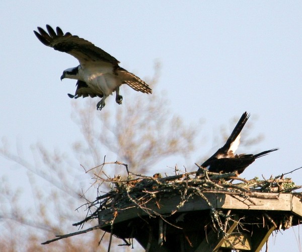 Osprey