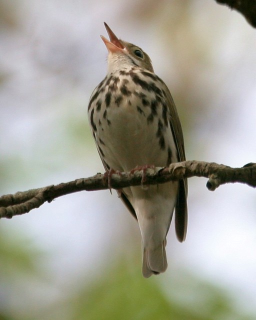 Ovenbird