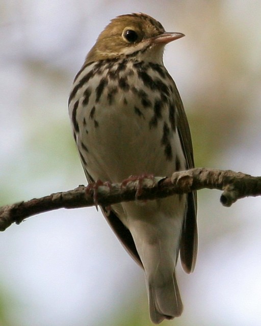 Ovenbird