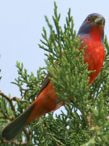 Painted Bunting