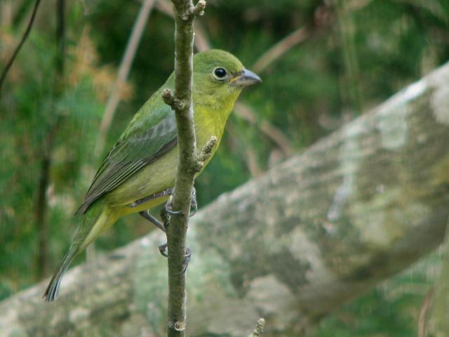Painted Bunting