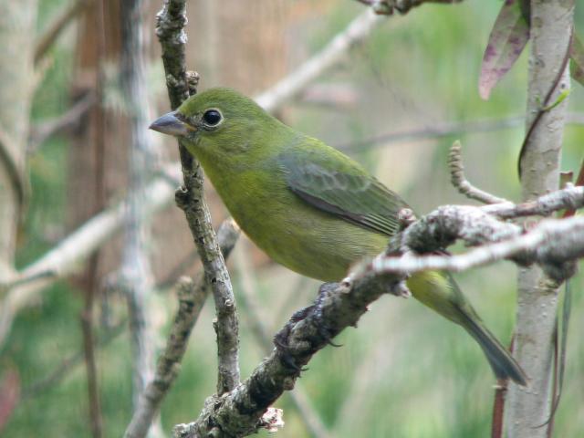 Painted Bunting