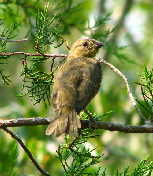 Painted Bunting