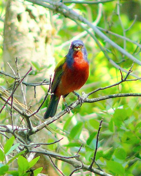 Painted Bunting