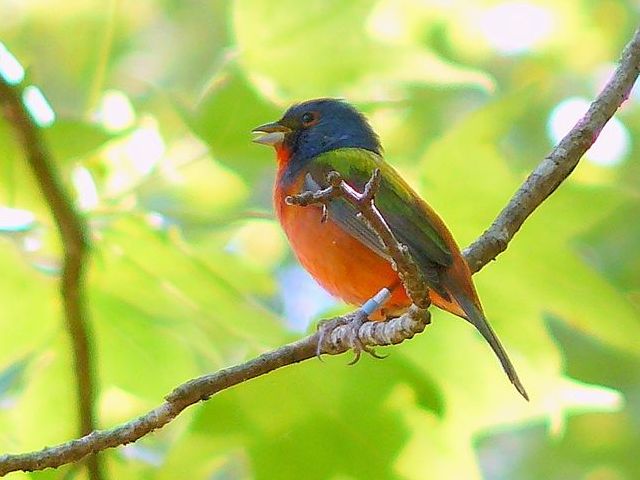 Painted Bunting