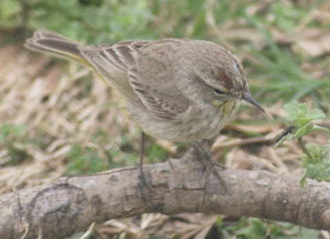 Palm Warblers