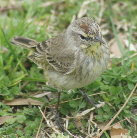 Palm Warblers