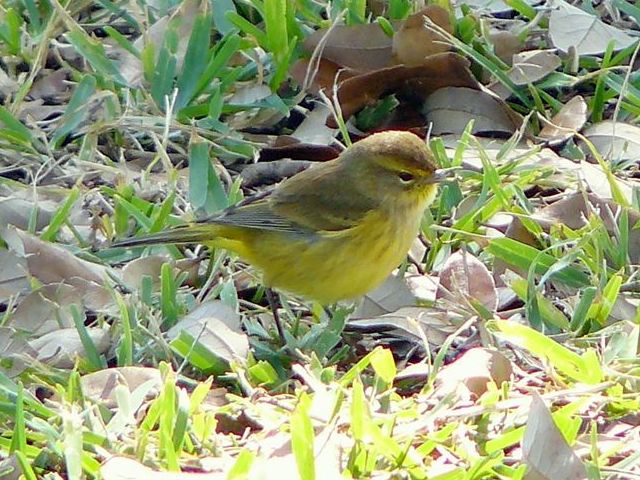 Palm Warbler