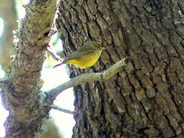 Palm Warbler