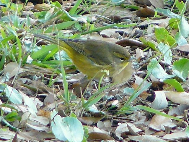 Palm Warbler