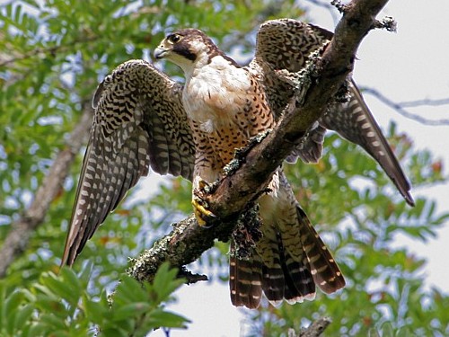 Peregrine Falcon