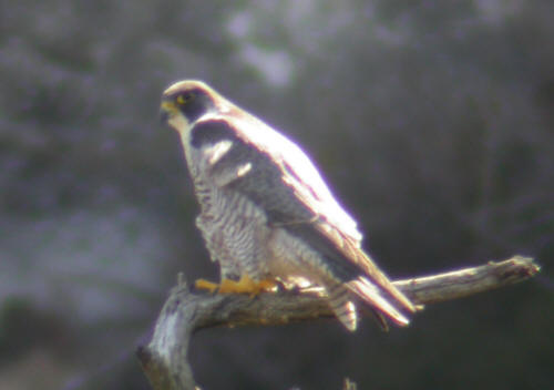 Peregrine Falcon