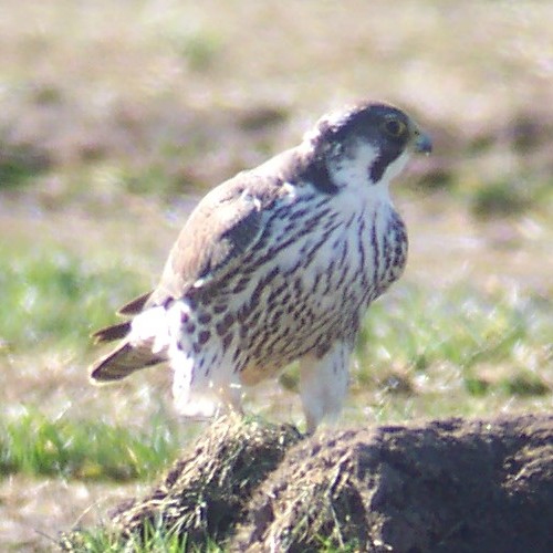 Peregrine Falcon
