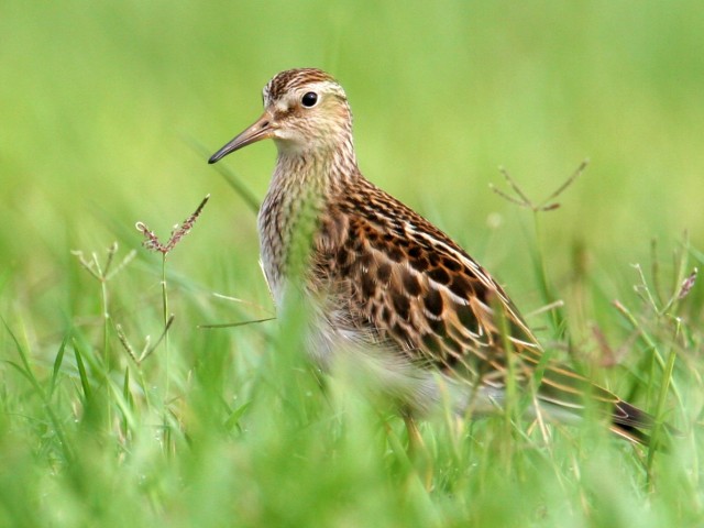 Pectoral Sandpiper