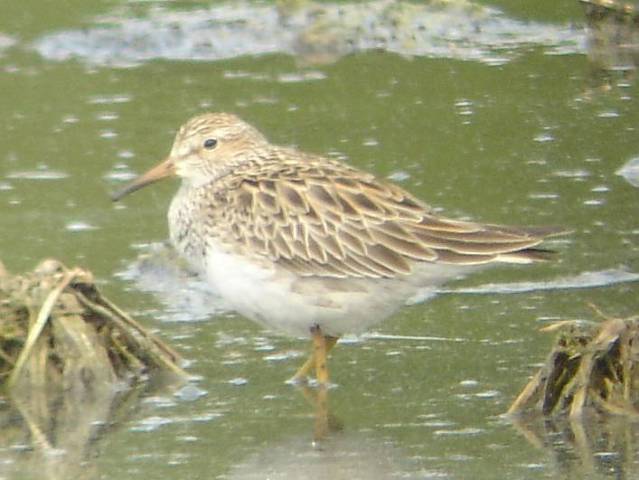 Pectoral Sandpiper