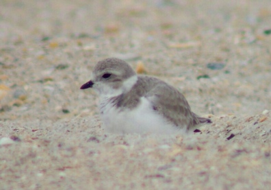 Piping Plover