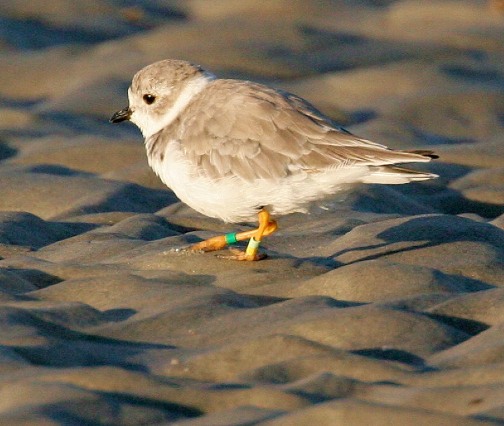 Piping Plovers