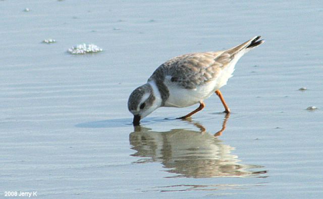 Piping Plovers