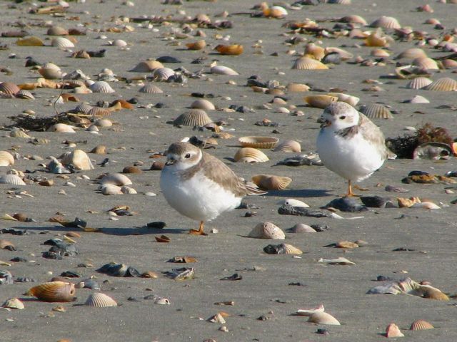 Piping Plovers