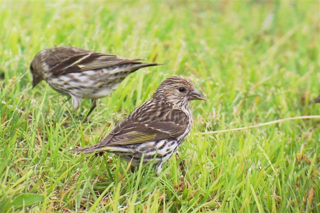 Pine Siskins