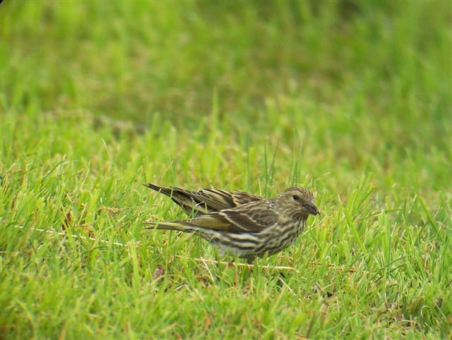 Pine Siskins