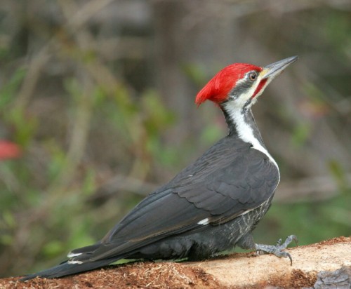 Pileated Woodpecker