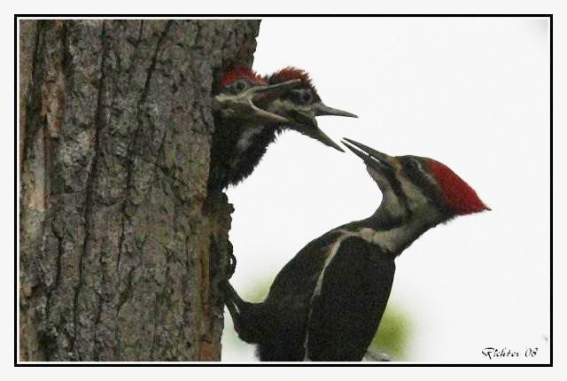 Pileated Woodpeckers