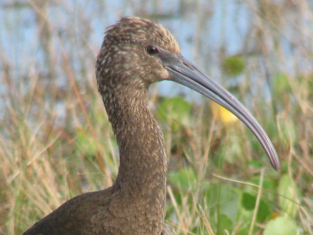 <i>Plegadis</i>