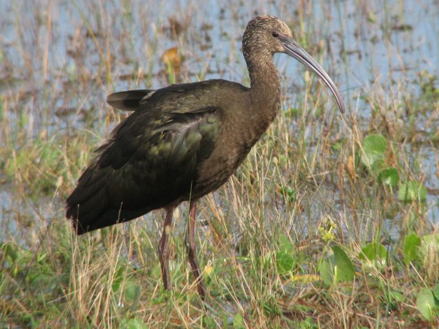 <i>Plegadis</i>