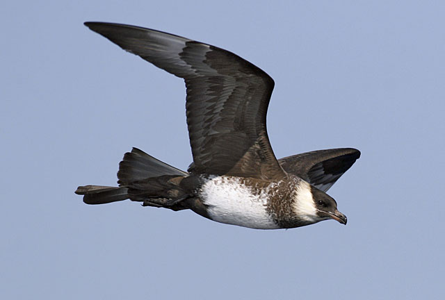 Pomarine Jaegers