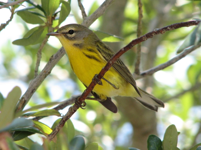 Prairie Warbler