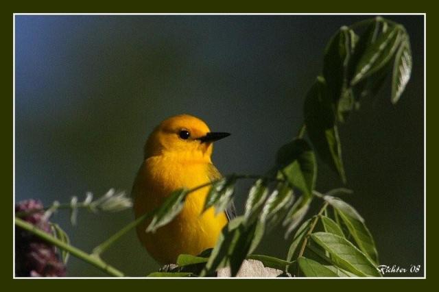 Prothonotary Warbler